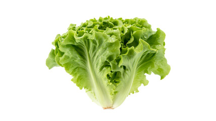 fresh lettuce isolated on white background