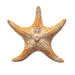 A five-armed starfish with a textured, bumpy surface and orange and white coloring, isolated on white background, transparent background.