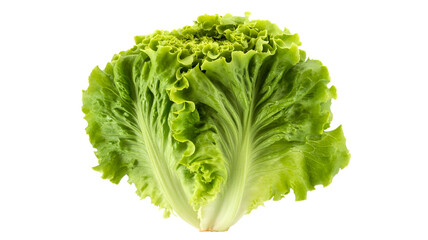 fresh lettuce isolated on white background