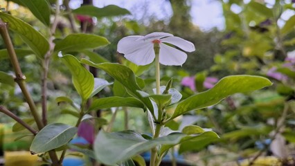 Vibrant white Periwinkle flower (Catharanthus roseus) with water droplets, a popular tropical flowering plant used in traditional medicine.