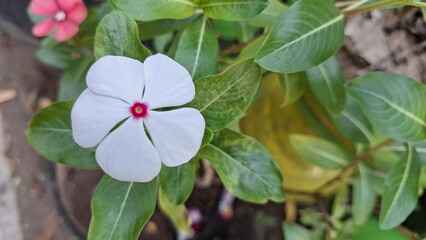 Beautiful white Vinca flower (Catharanthus roseus) with raindrops and lush green foliage, symbolizing endurance and widely cultivated for decoration and traditional healing purposes