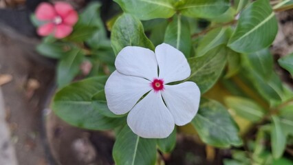 White Rose Periwinkle (Catharanthus roseus) with water pearls on petals, tropical flower known for...