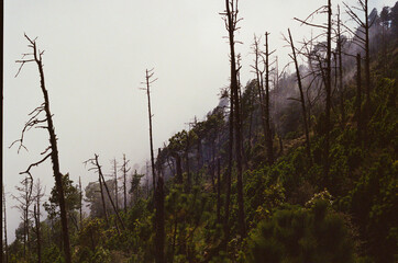 Misty forest scene capturing a blend of burnt trees and green vegetation on the side of a volcano. Evoking danger with fire and earth among natural beauty.