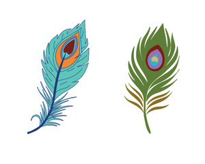 peacock feather vector art illustration