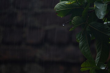water drop on hand : A crystal-clear water drop resting on a hand symbolizes purity, life,...