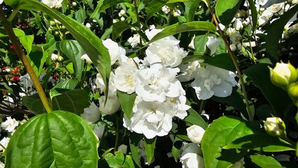 Sweden. Philadelphus coronarius is a species of flowering plant in the family Hydrangeaceae, native to the Caucasus and northeastern Turkey. 