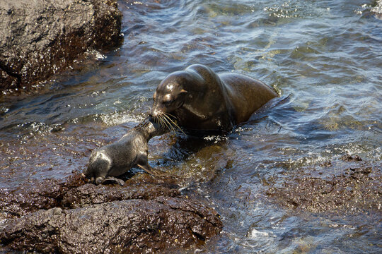 Galapagos Seel&ouml;win mit Jungtier - Mutter und Baby im seichten Wasser