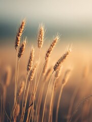 Fototapeta premium Blurred photography of golden wheat swaying in the wind nature landscape soft light environment