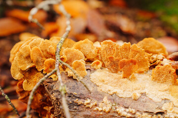 Tinder mushroom on tree trunks or stumps in the forest.