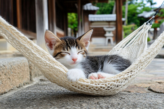 Cat enjoys a peaceful afternoon in a cozy hammock outside