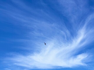 Amazing sky with flying swallow.