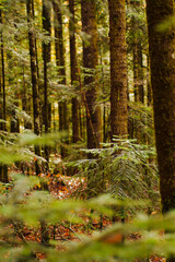 A young spruce between the trunks of tall spruces in a coniferous forest.
