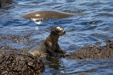 Naklejka premium Galapagos Seelöwe schwimmt im kristallklaren Wasser - Endemisches Meeressäugetier