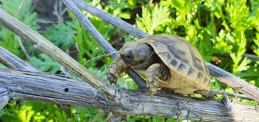 With focus and determination, a baby tortoise navigates a difficult path over branches. A concept...