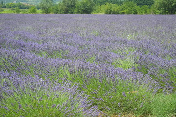 field of lavender