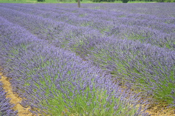 field of lavender