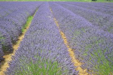 lavender field in provence