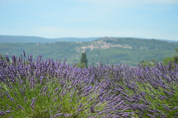 field of lavender