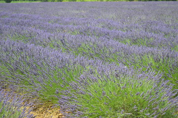 field of lavender
