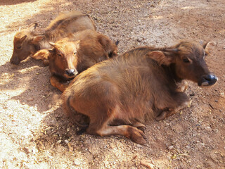 several young buffaloes lives in the reserve