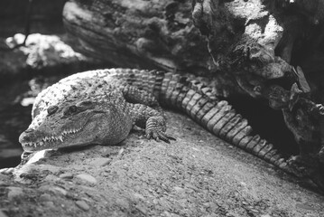 beautiful photo of a large crocodile in the zoo