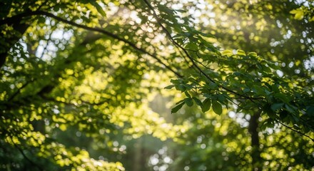 Fototapeta premium Sunlight Filtering Through Lush Green Canopy, Creating Bokeh and a Sense of Tranquility