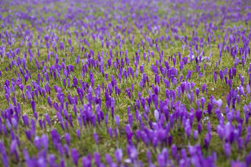 Naklejka premium close up of beautiful crocus flowers on the field