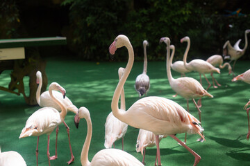 group of beautiful pink flamingos in the zoo