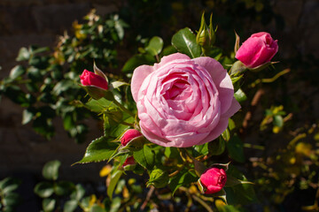 beautiful pink rose growing in the garden