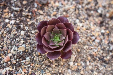 close-up Succulent flower in a pot in a greenhouse
