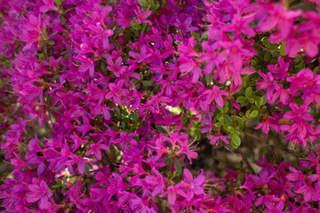 close-up of a beautiful pink Japanese rhododendron pink flower in the garden