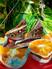 beautiful colorful butterfly in the garden eating sweet syrup