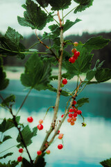 Close-up of red currant berries growing by Black Lake in Durmitor National Park, Montenegro