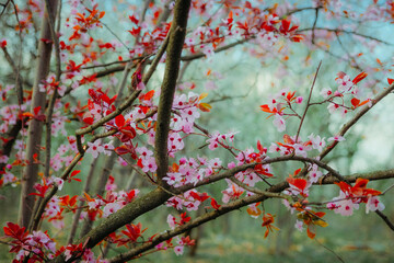Pink cherry blossoms on tree branches in a spring forest, soft light and fresh green background
