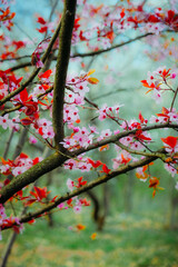 Spring cherry blossoms on tree branches with fresh green background in a forest
