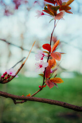 Single blooming cherry blossom branch with soft pink flowers and fresh leaves in a spring garden