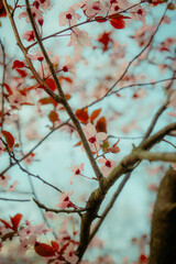 Close-up of delicate pink cherry blossom flowers on tree branches against a soft blue spring sky