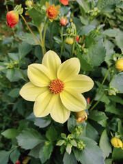 close-up of a beautiful flower
Dahlia in the garden