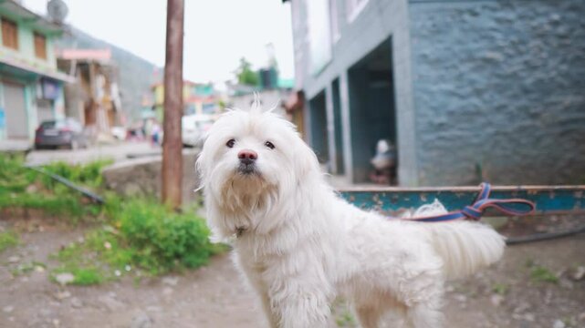 Closeup shot of a cute white dog staring at the camera while on side of the road. Cute pet puppy looks at the camera. Domestic pet background with copy space. Puppy looks at the camera and stares.