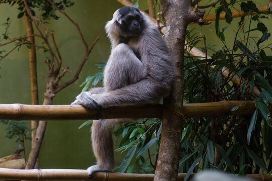 beautiful little gibbon monkey in the zoo - Powered by Adobe