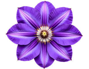 Single Purple Clematis Flower in Full Bloom, Top View, Isolated on Transparent Background