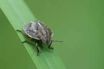 Close-up on a nymph , larvae of the Tortoise bug, Eurygaster testudinaria against a blurred green...