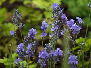 Lush Purple Lavender Blooms Amidst Green Foliage in a Garden