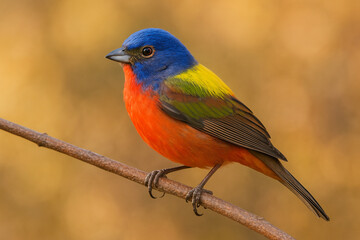 Vibrant painted bunting perched on a branch with a soft golden background