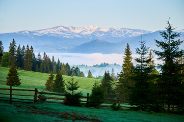 Serene landscape showcasing lush green meadow, framed by tall evergreen trees and wooden fence in...