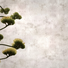 textured stylish old paper background, square,  with tall inflorescences of Agave americana, sentry plant