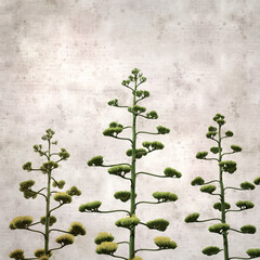 textured stylish old paper background, square,  with tall inflorescences of Agave americana, sentry plant