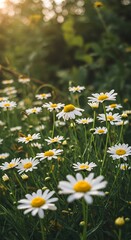 Fototapeta premium Sun drenched daisies bloom vibrantly in a lush green field capturing the essence of a peaceful summer morning