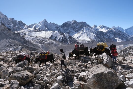 Nepali porter with cow (dzo) with luggage on trail to Gorakshep. Everest Base Camp, Sagarmatha National Park, Khumbu valley , Himalayas