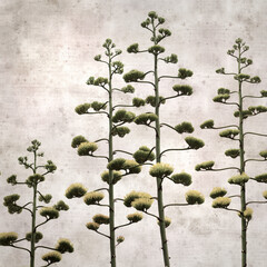 textured stylish old paper background, square,  with tall inflorescences of Agave americana, sentry...